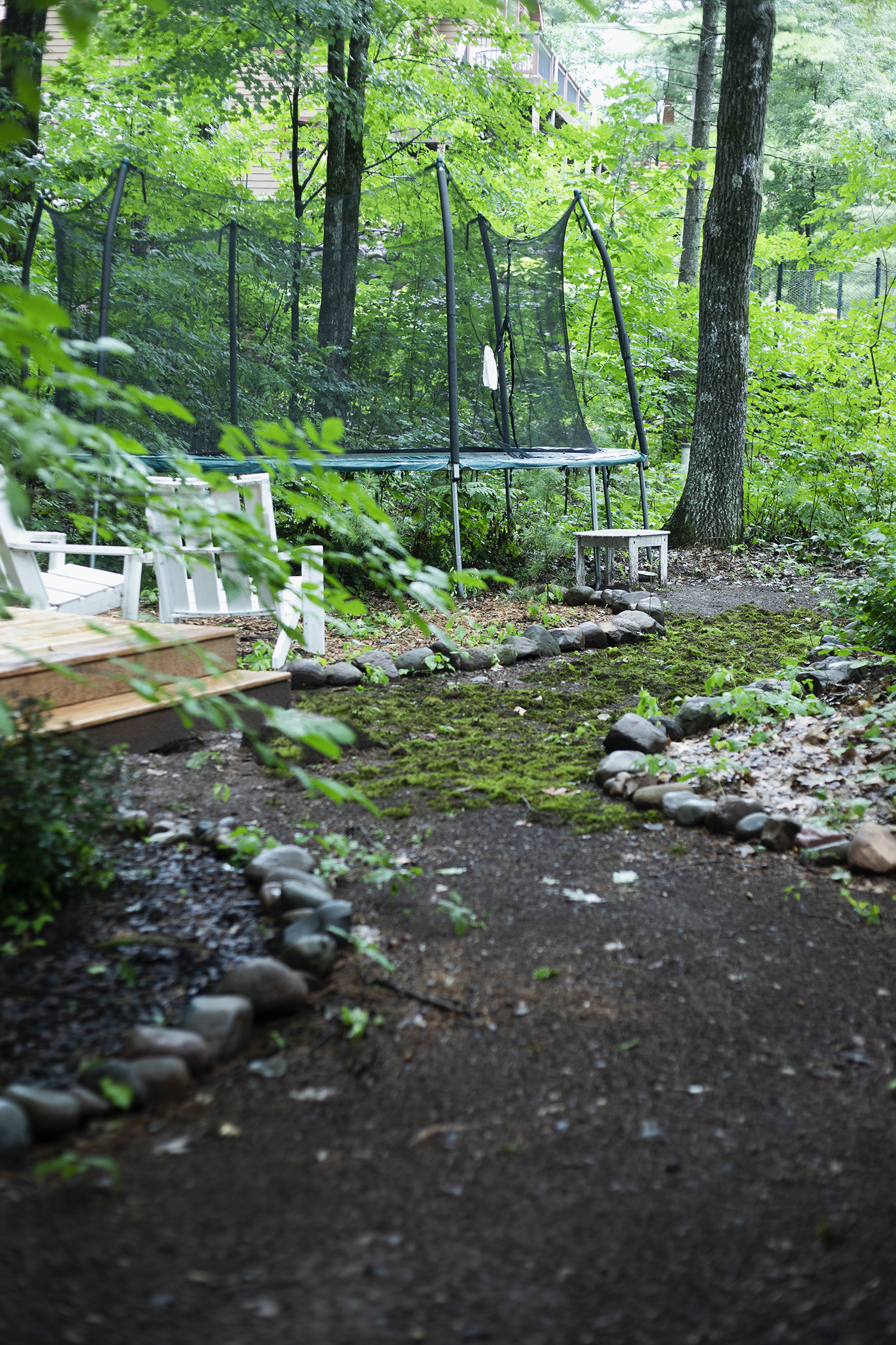 Clearing the Forest for a Woodland Garden